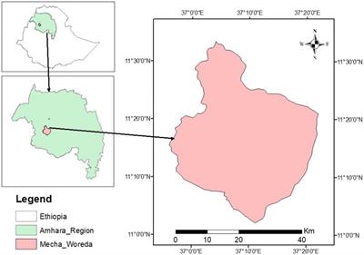 Eucalyptus woodlot adoption and its determinants in the Mecha District, Northern Ethiopia